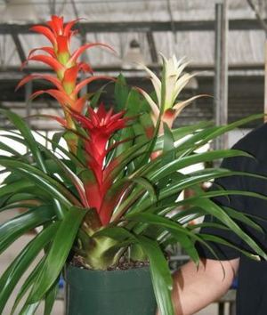 Bromeliad Combo Garden in Grower Pot